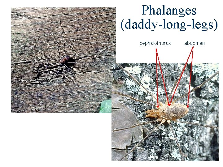 Phalanges (daddy-long-legs) cephalothorax abdomen Phalanges (daddy-long-legs) cephalothorax abdomen