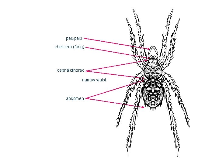 Spider Anatomy pedipalp chelicera (fang) cephalothorax narrow waist abdomen Spider Anatomy pedipalp chelicera (fang) cephalothorax narrow waist abdomen