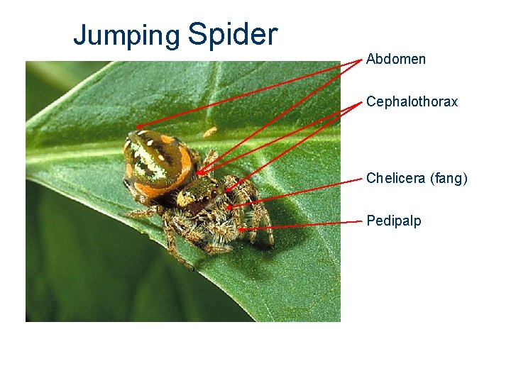 Jumping Spider Abdomen Cephalothorax Chelicera (fang) Pedipalp Jumping Spider Abdomen Cephalothorax Chelicera (fang) Pedipalp
