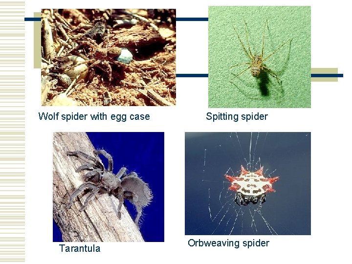 Wolf spider with egg case Tarantula Spitting spider Orbweaving spider Wolf spider with egg case Tarantula Spitting spider Orbweaving spider