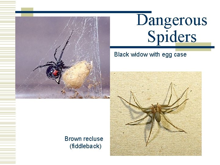 Dangerous Spiders Black widow with egg case Brown recluse (fiddleback) Dangerous Spiders Black widow with egg case Brown recluse (fiddleback)