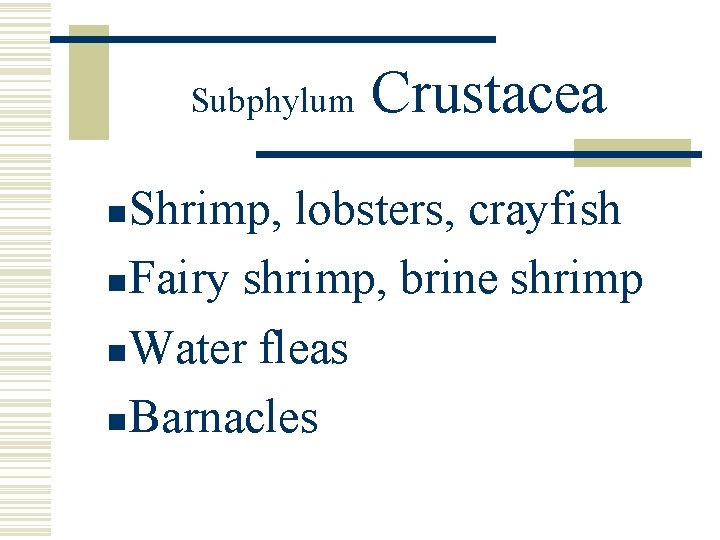 Subphylum Crustacea Shrimp, lobsters, crayfish n Fairy shrimp, brine shrimp n Water fleas n Subphylum Crustacea Shrimp, lobsters, crayfish n Fairy shrimp, brine shrimp n Water fleas n