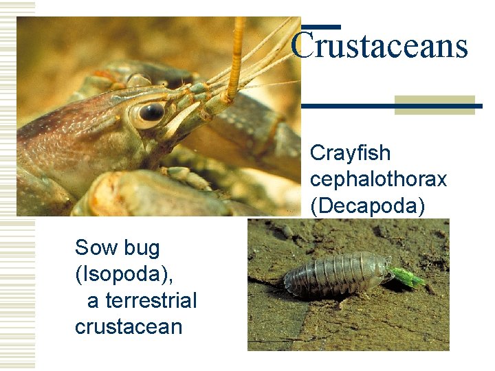Crustaceans Crayfish cephalothorax (Decapoda) Sow bug (Isopoda), a terrestrial crustacean Crustaceans Crayfish cephalothorax (Decapoda) Sow bug (Isopoda), a terrestrial crustacean