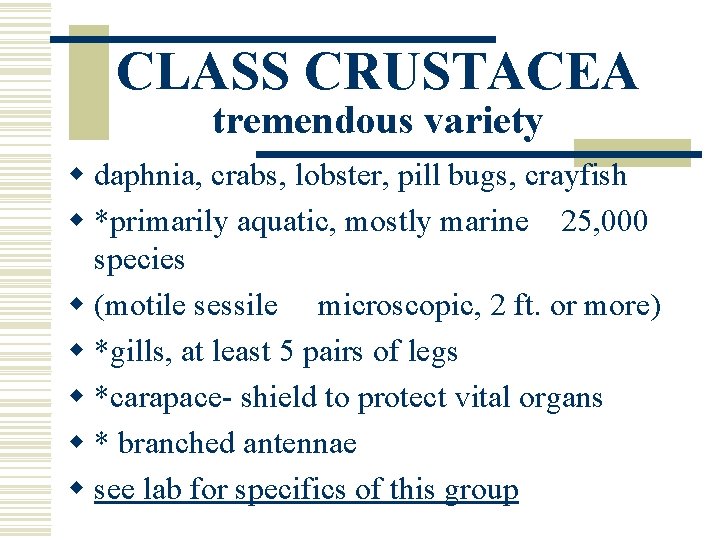 CLASS CRUSTACEA tremendous variety w daphnia, crabs, lobster, pill bugs, crayfish w *primarily aquatic, CLASS CRUSTACEA tremendous variety w daphnia, crabs, lobster, pill bugs, crayfish w *primarily aquatic,