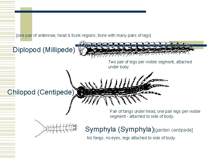 [one pair of antennae, head & trunk regions, trunk with many pairs of legs]