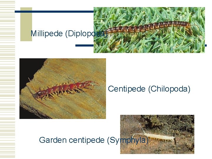 Millipede (Diplopoda) Centipede (Chilopoda) Garden centipede (Symphyla) Millipede (Diplopoda) Centipede (Chilopoda) Garden centipede (Symphyla)