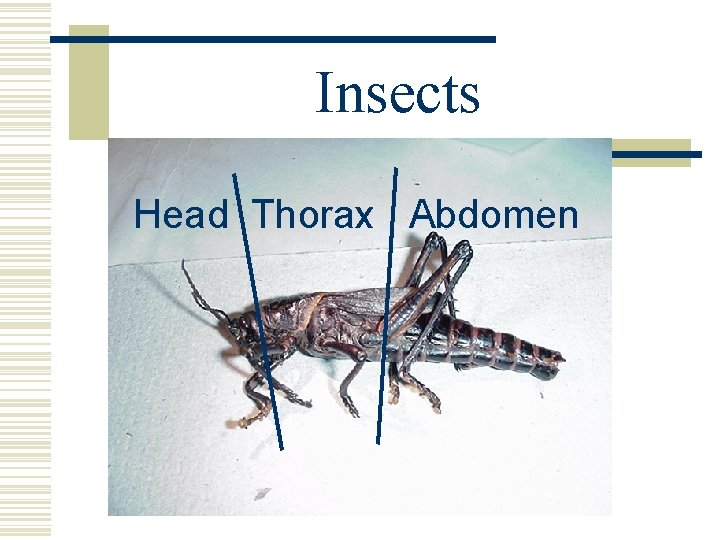 Insects Head Thorax Abdomen Insects Head Thorax Abdomen
