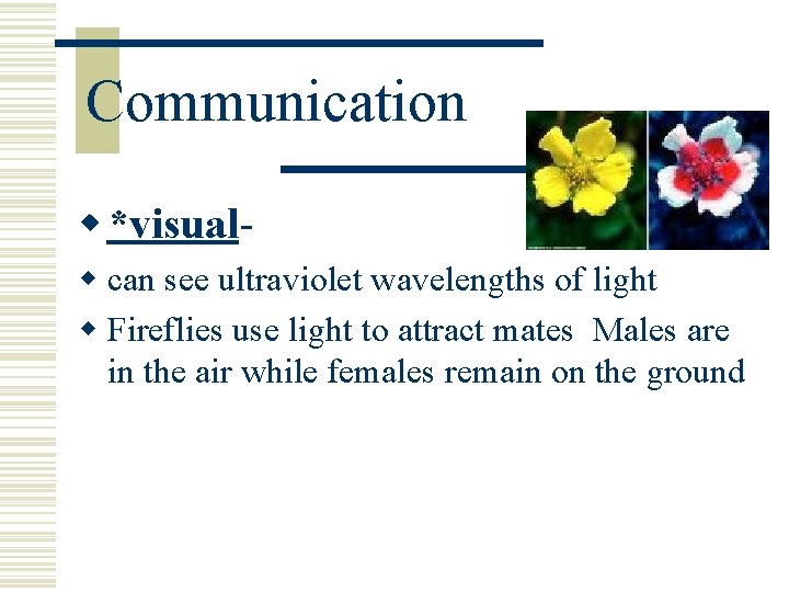 Communication w *visualw can see ultraviolet wavelengths of light w Fireflies use light to Communication w *visualw can see ultraviolet wavelengths of light w Fireflies use light to