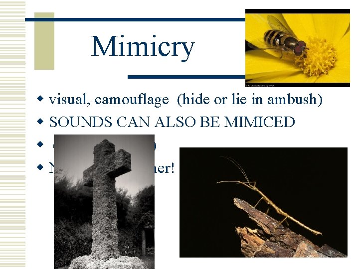 Mimicry w visual, camouflage (hide or lie in ambush) w SOUNDS CAN ALSO BE Mimicry w visual, camouflage (hide or lie in ambush) w SOUNDS CAN ALSO BE