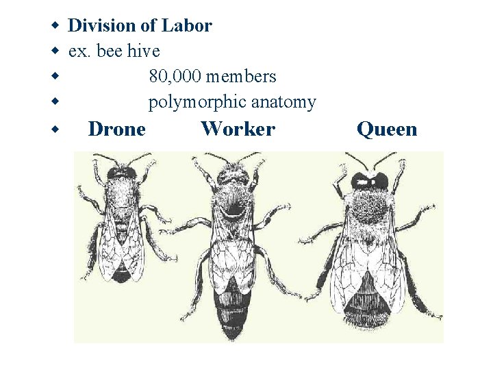 w Division of Labor w ex. bee hive w 80, 000 members w polymorphic w Division of Labor w ex. bee hive w 80, 000 members w polymorphic
