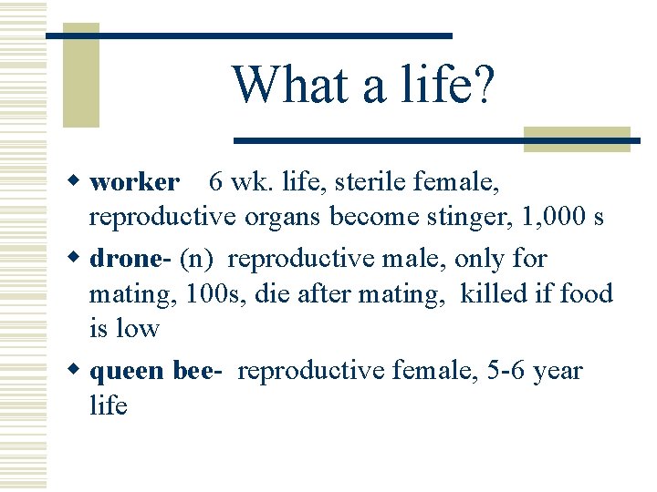 What a life? w worker 6 wk. life, sterile female, reproductive organs become stinger, What a life? w worker 6 wk. life, sterile female, reproductive organs become stinger,