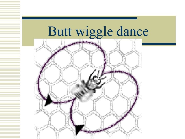 Butt wiggle dance Butt wiggle dance