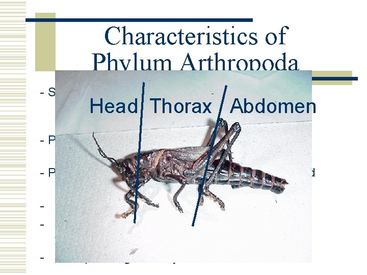 Characteristics of Phylum Arthropoda - Segmented bodies are arranged into regions, called tagmata (in Characteristics of Phylum Arthropoda - Segmented bodies are arranged into regions, called tagmata (in