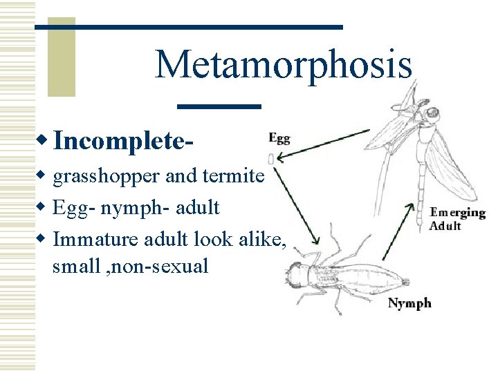Metamorphosis w Incompletew grasshopper and termite w Egg- nymph- adult w Immature adult look Metamorphosis w Incompletew grasshopper and termite w Egg- nymph- adult w Immature adult look