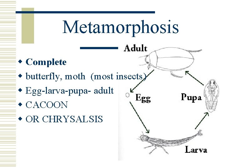 Metamorphosis w Complete w butterfly, moth (most insects) w Egg-larva-pupa- adult w CACOON w Metamorphosis w Complete w butterfly, moth (most insects) w Egg-larva-pupa- adult w CACOON w