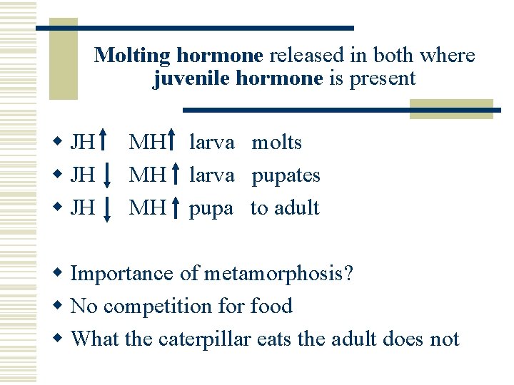Molting hormone released in both where juvenile hormone is present w JH MH MH Molting hormone released in both where juvenile hormone is present w JH MH MH