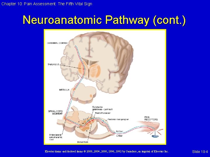 Chapter 10: Pain Assessment: The Fifth Vital Sign Neuroanatomic Pathway (cont. ) Elsevier items