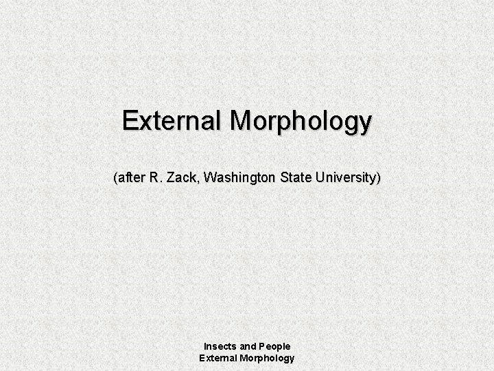 External Morphology (after R. Zack, Washington State University) Insects and People External Morphology 