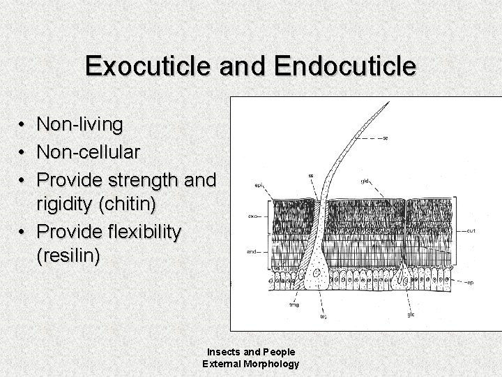 Exocuticle and Endocuticle • • • Non-living Non-cellular Provide strength and rigidity (chitin) •