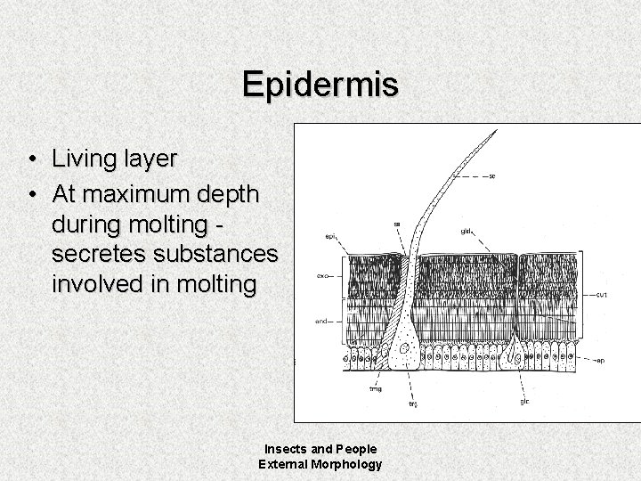 Epidermis • Living layer • At maximum depth during molting secretes substances involved in