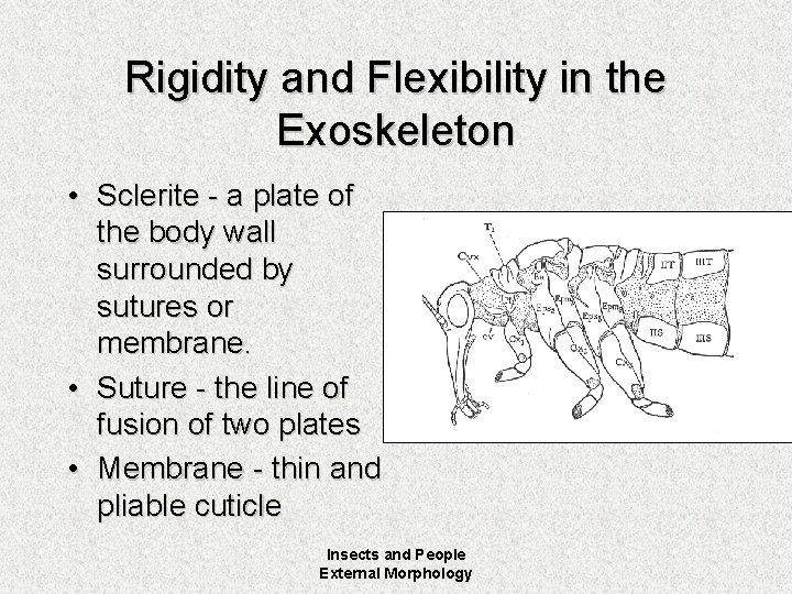 Rigidity and Flexibility in the Exoskeleton • Sclerite - a plate of the body