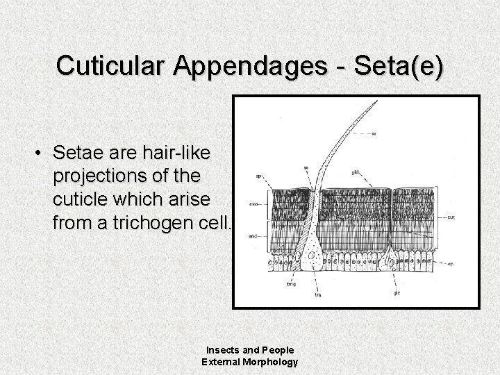 Cuticular Appendages - Seta(e) • Setae are hair-like projections of the cuticle which arise