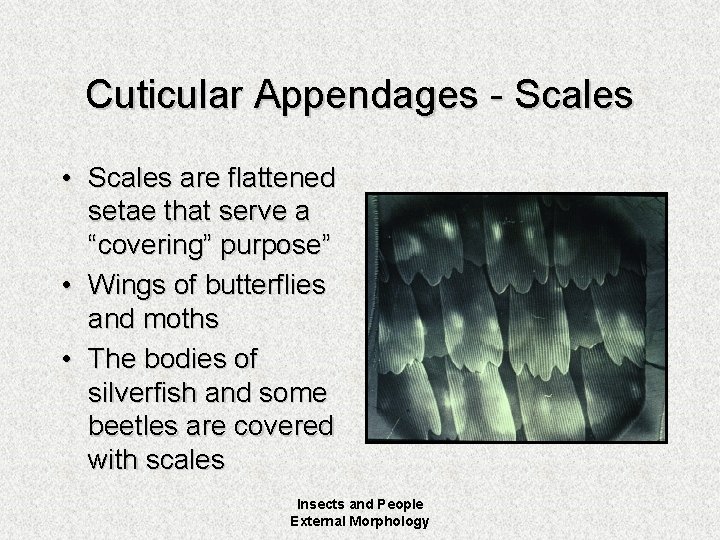Cuticular Appendages - Scales • Scales are flattened setae that serve a “covering” purpose”
