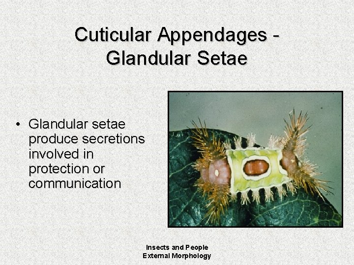 Cuticular Appendages Glandular Setae • Glandular setae produce secretions involved in protection or communication