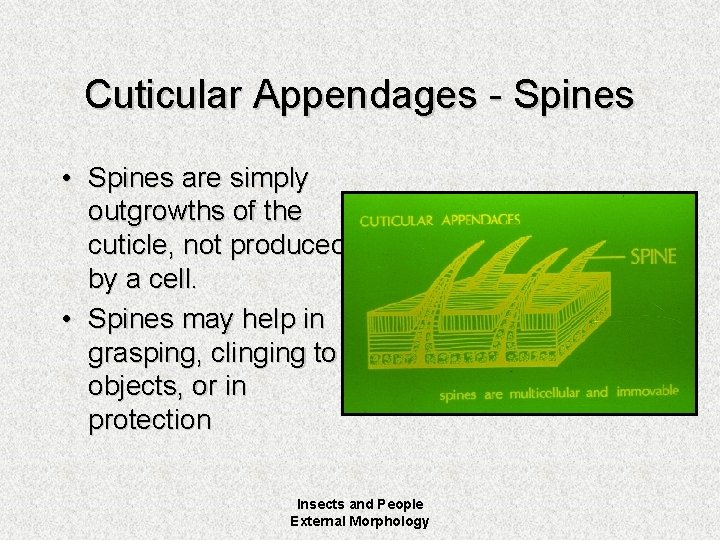 Cuticular Appendages - Spines • Spines are simply outgrowths of the cuticle, not produced