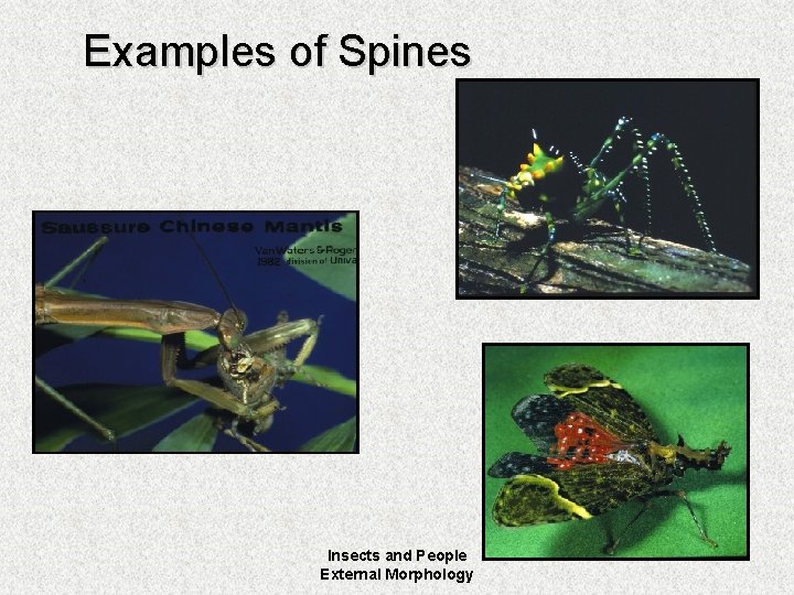 Examples of Spines Insects and People External Morphology 