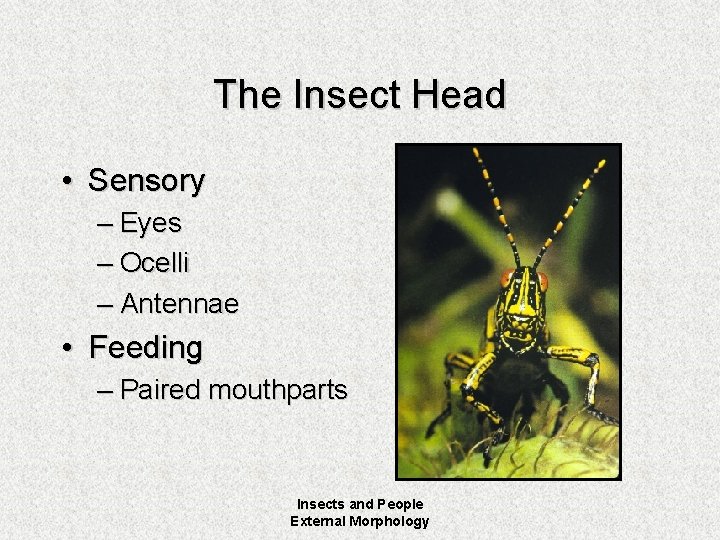 The Insect Head • Sensory – Eyes – Ocelli – Antennae • Feeding –