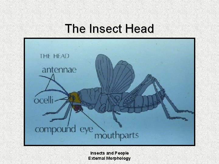 The Insect Head Insects and People External Morphology 
