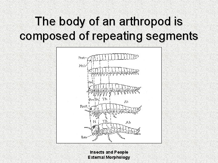 The body of an arthropod is composed of repeating segments Insects and People External