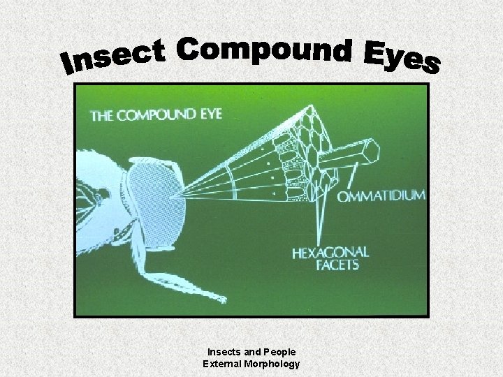 Insects and People External Morphology 