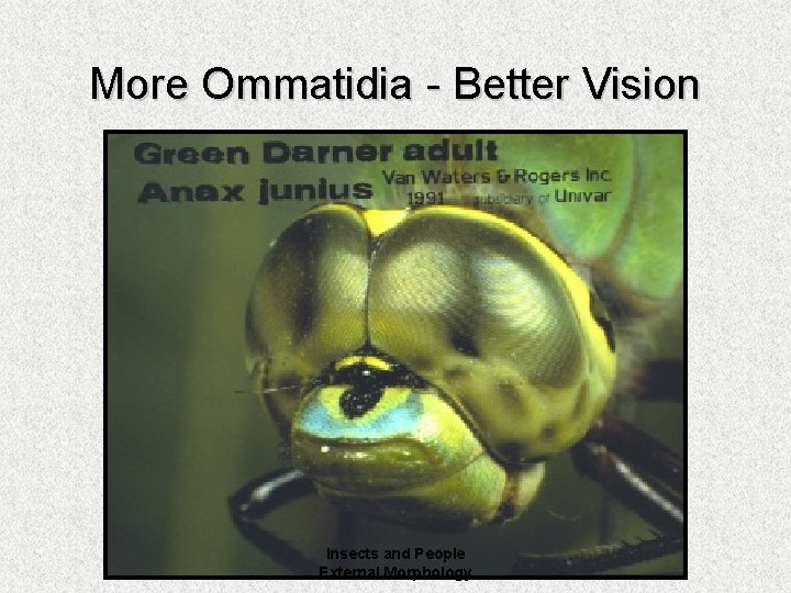 More Ommatidia - Better Vision Insects and People External Morphology 