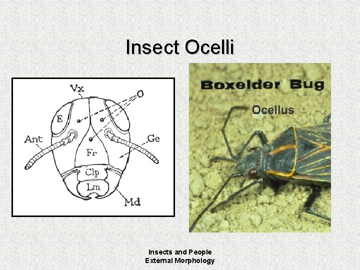 Insect Ocelli Insects and People External Morphology 