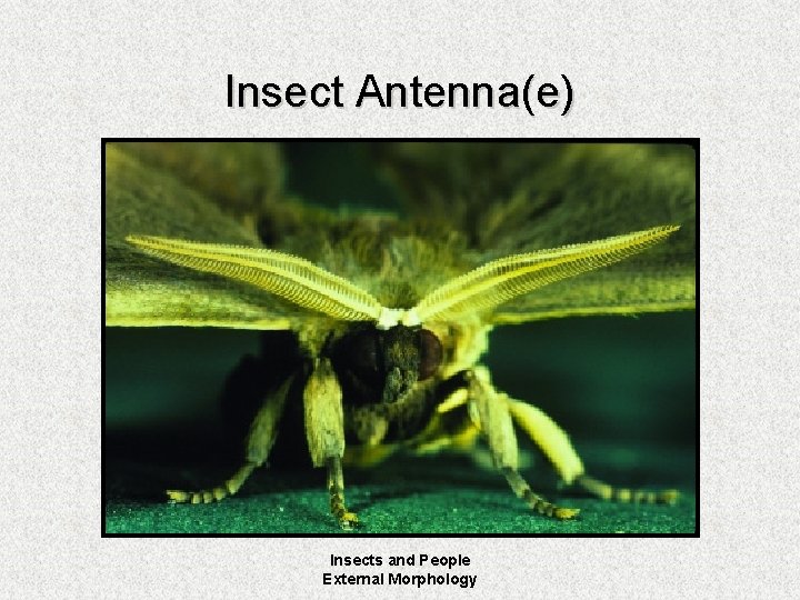 Insect Antenna(e) Insects and People External Morphology 