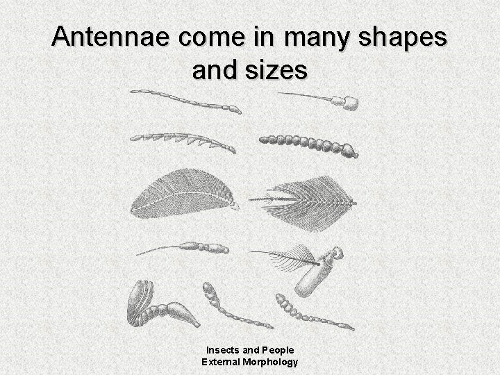 Antennae come in many shapes and sizes Insects and People External Morphology 