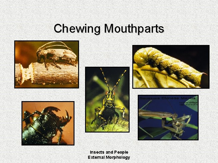Chewing Mouthparts Insects and People External Morphology 