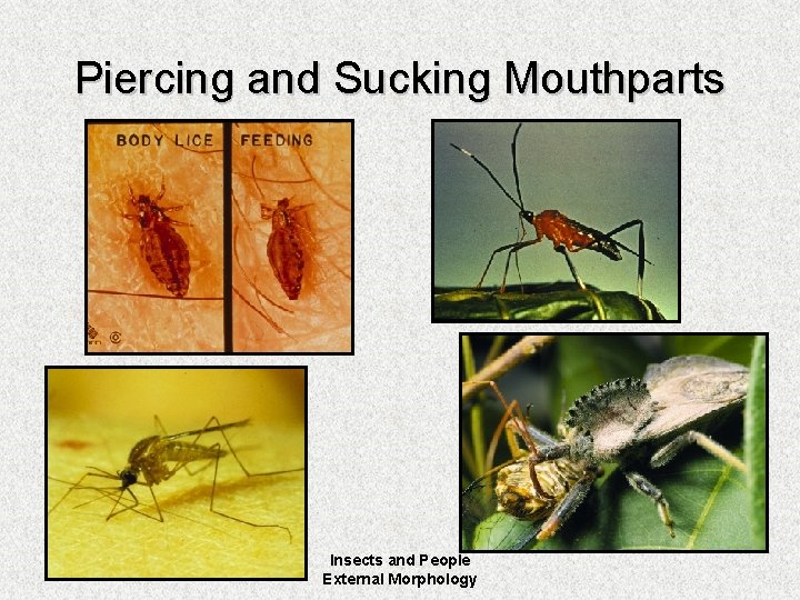 Piercing and Sucking Mouthparts Insects and People External Morphology 