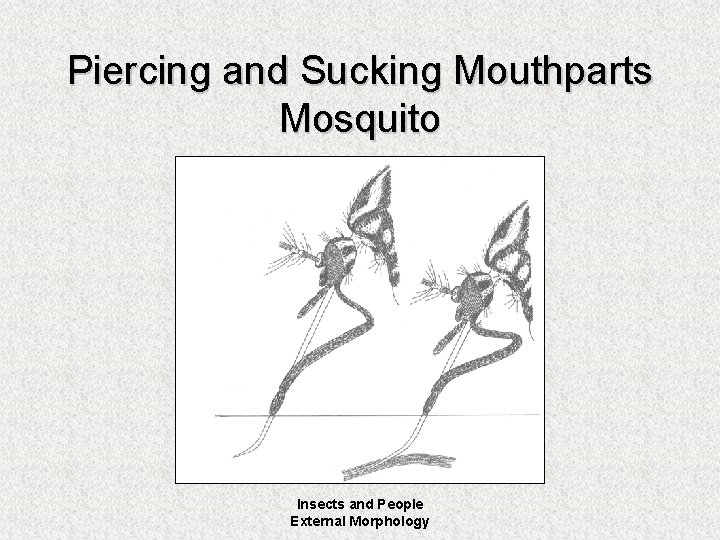 Piercing and Sucking Mouthparts Mosquito Insects and People External Morphology 