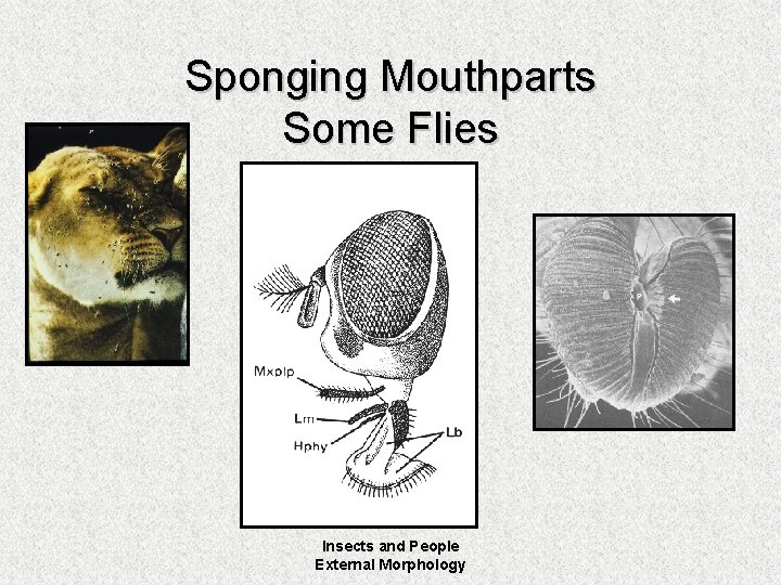 Sponging Mouthparts Some Flies Insects and People External Morphology 