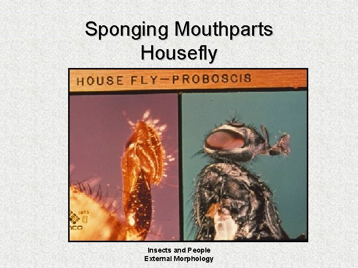 Sponging Mouthparts Housefly Insects and People External Morphology 