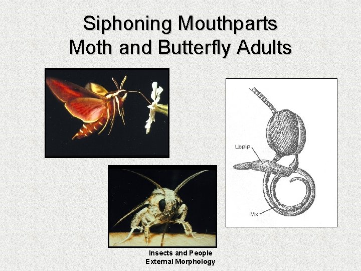 Siphoning Mouthparts Moth and Butterfly Adults Insects and People External Morphology 