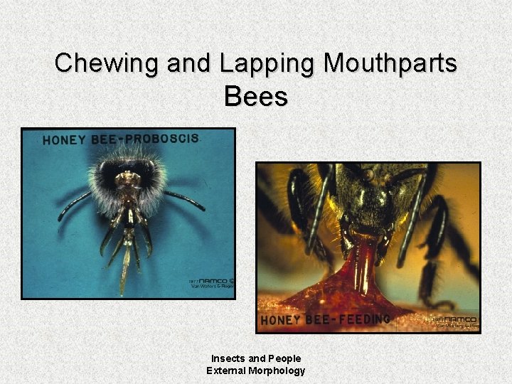 Chewing and Lapping Mouthparts Bees Insects and People External Morphology Chewing and Lapping Mouthparts Bees Insects and People External Morphology