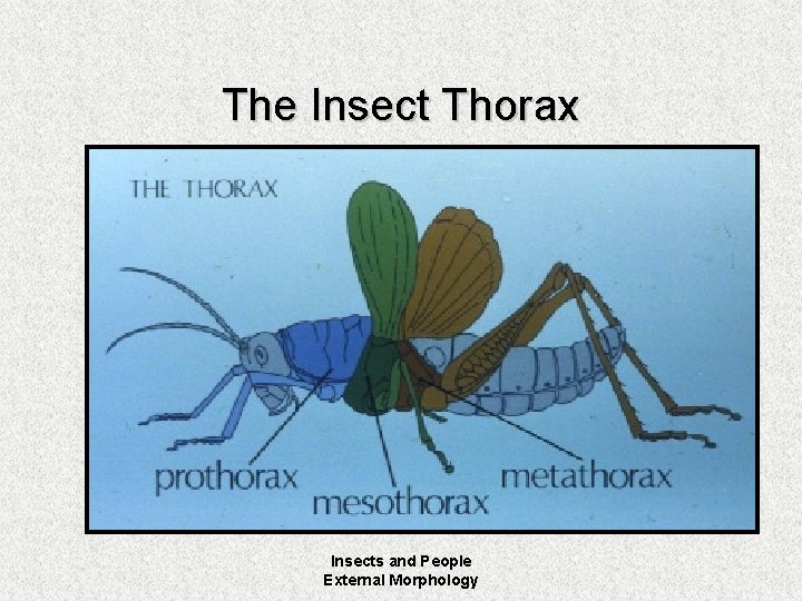 The Insect Thorax Insects and People External Morphology 