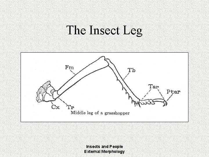 The Insect Leg Insects and People External Morphology 