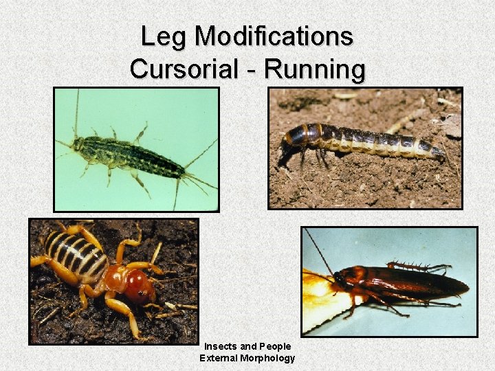 Leg Modifications Cursorial - Running Insects and People External Morphology 