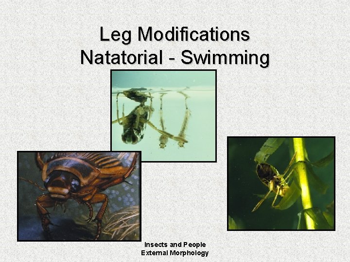 Leg Modifications Natatorial - Swimming Insects and People External Morphology 