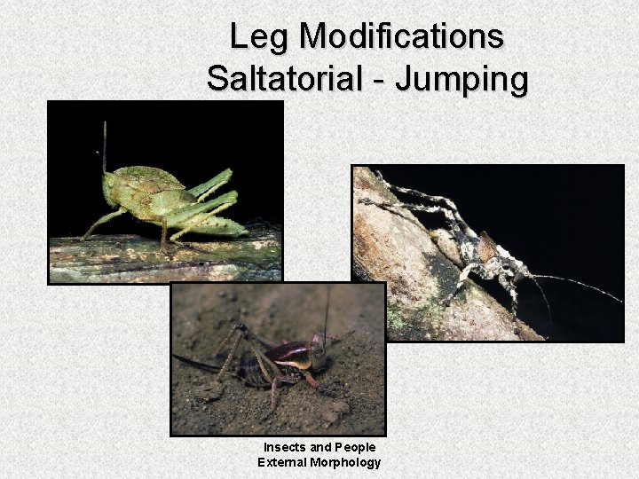 Leg Modifications Saltatorial - Jumping Insects and People External Morphology 